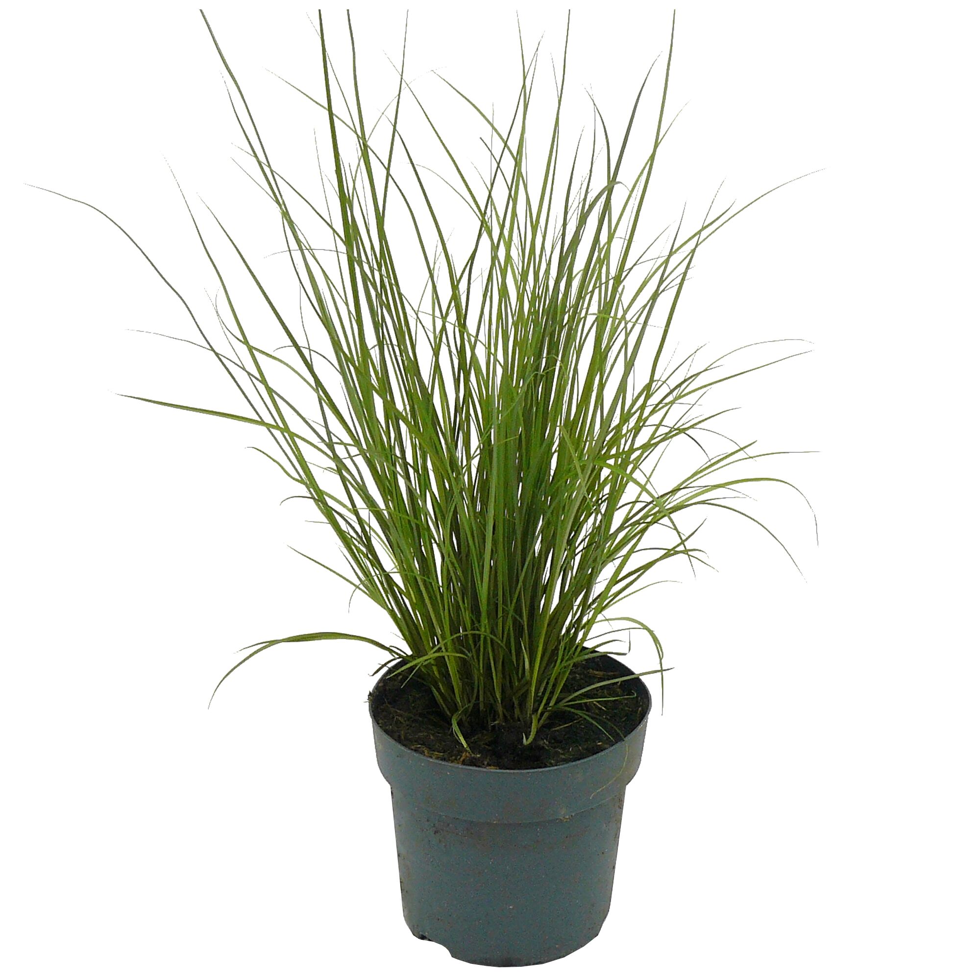 Grüne Pflanze im Topf