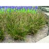 Carex Howardii Phoenisegge