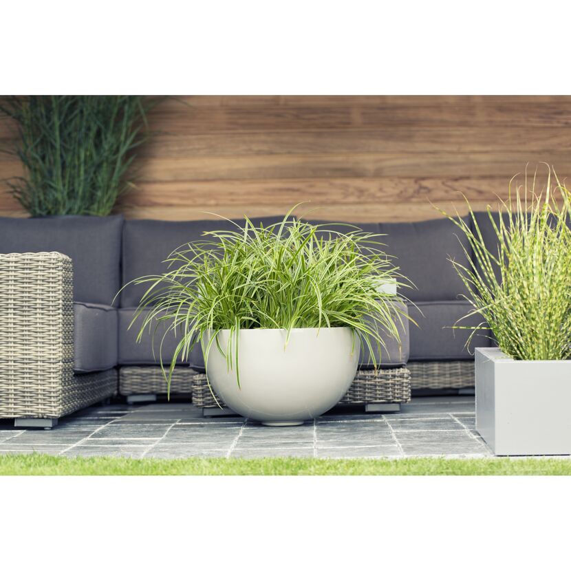 Carex Morrowii Ice Segge im weißen Topf