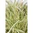 Nahaufnahme von Carex oshimensis 'Everesgge'