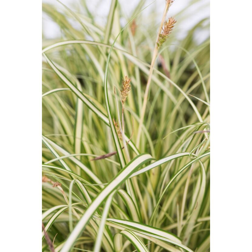 Nahaufnahme von Carex oshimensis 'Everesgge'