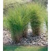 Chinaschilf Miscanthus sinensis