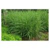Chinaschilf Miscanthus sinensis