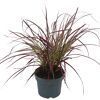 Pennisetum Advena Filampenputzer im Topf