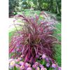 Lila-grünes Ziergras Pennisetum advena Filampenputzer