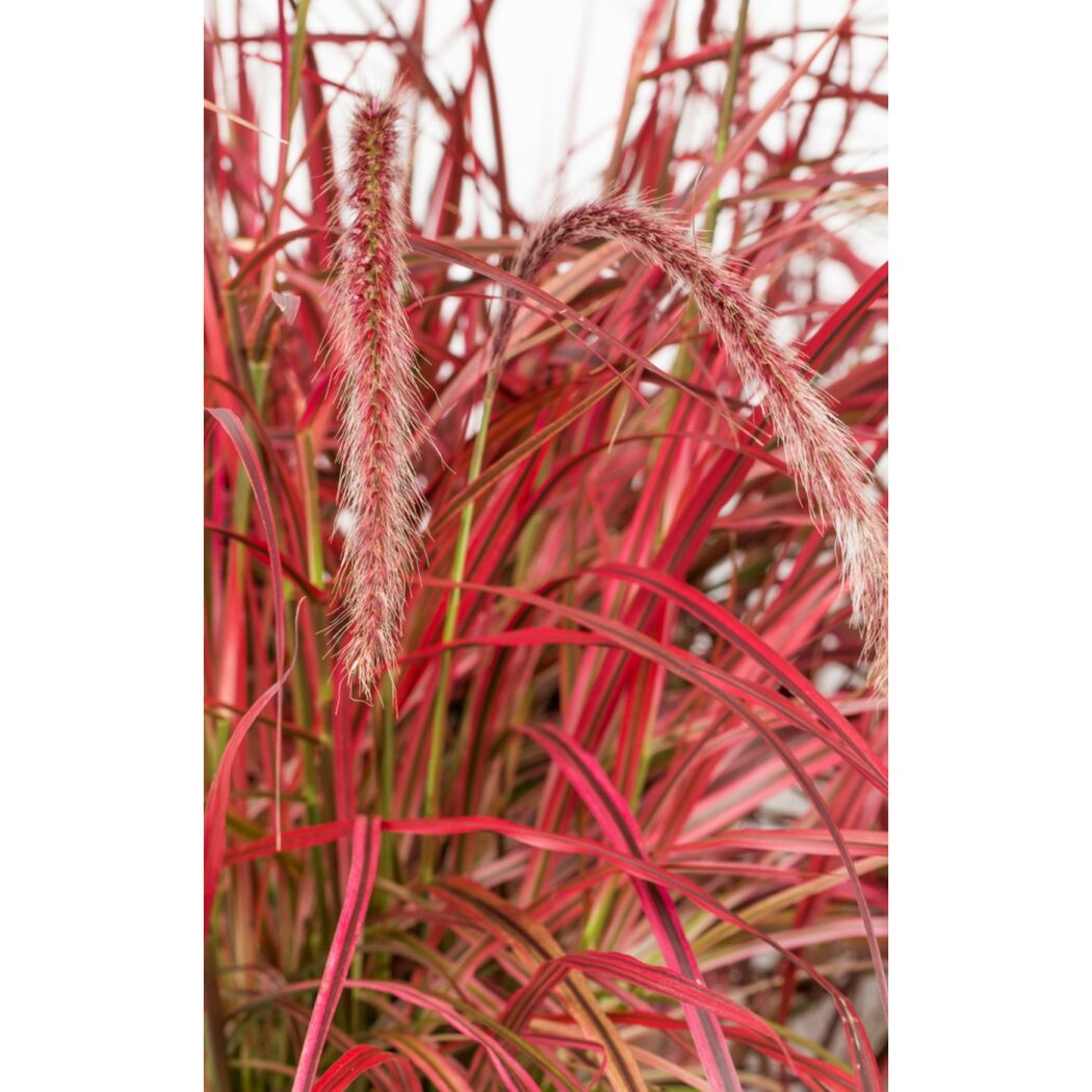 Rotes Lampenputzergras