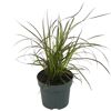 Pennisetum Sulampenputzergras im Topf