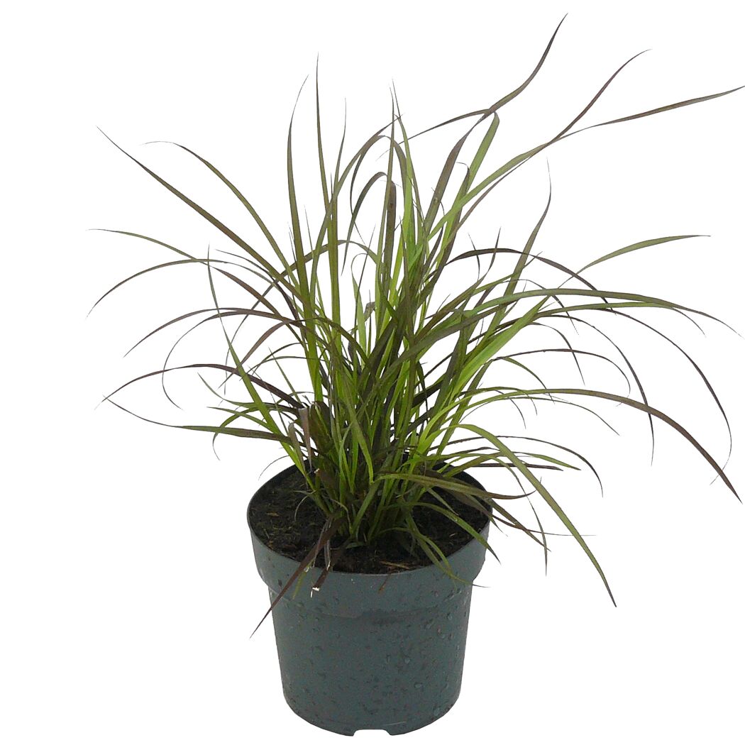 Pennisetum Sulampenputzergras im Topf
