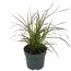 Pennisetum Sulampenputzergras im Topf