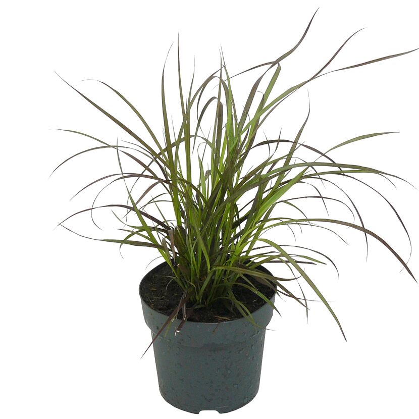 Pennisetum Sulampenputzergras im Topf