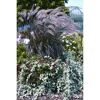 Pennisetum advena Sulampenputzer