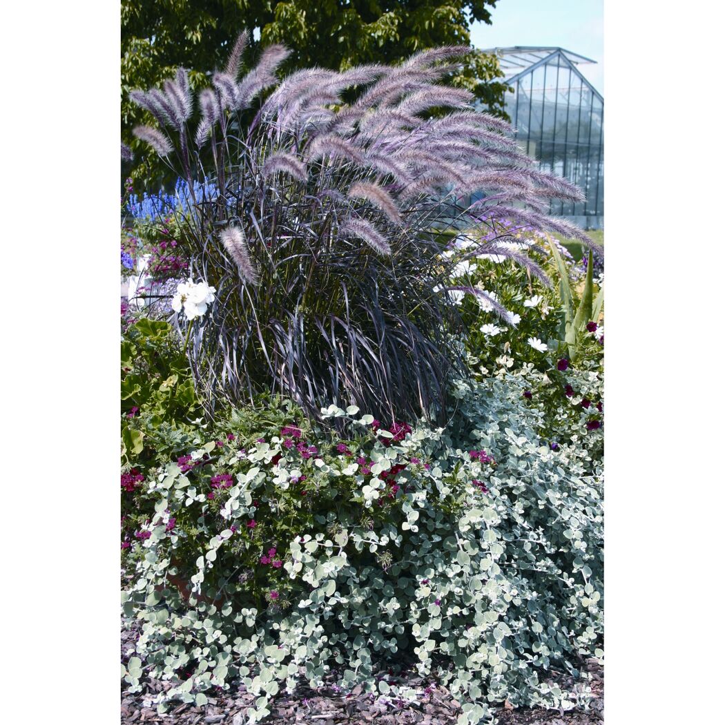 Pennisetum advena Sulampenputzer