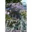 Pennisetum advena Sulampenputzer