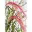 Nahaufnahme der rosa Blüten vom Lampenputzergras