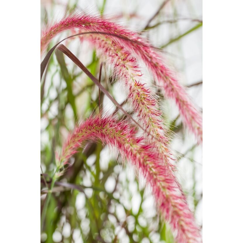 Nahaufnahme der rosa Blüten vom Lampenputzergras