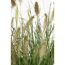 Lampenputzergras Pennisetum Hameln