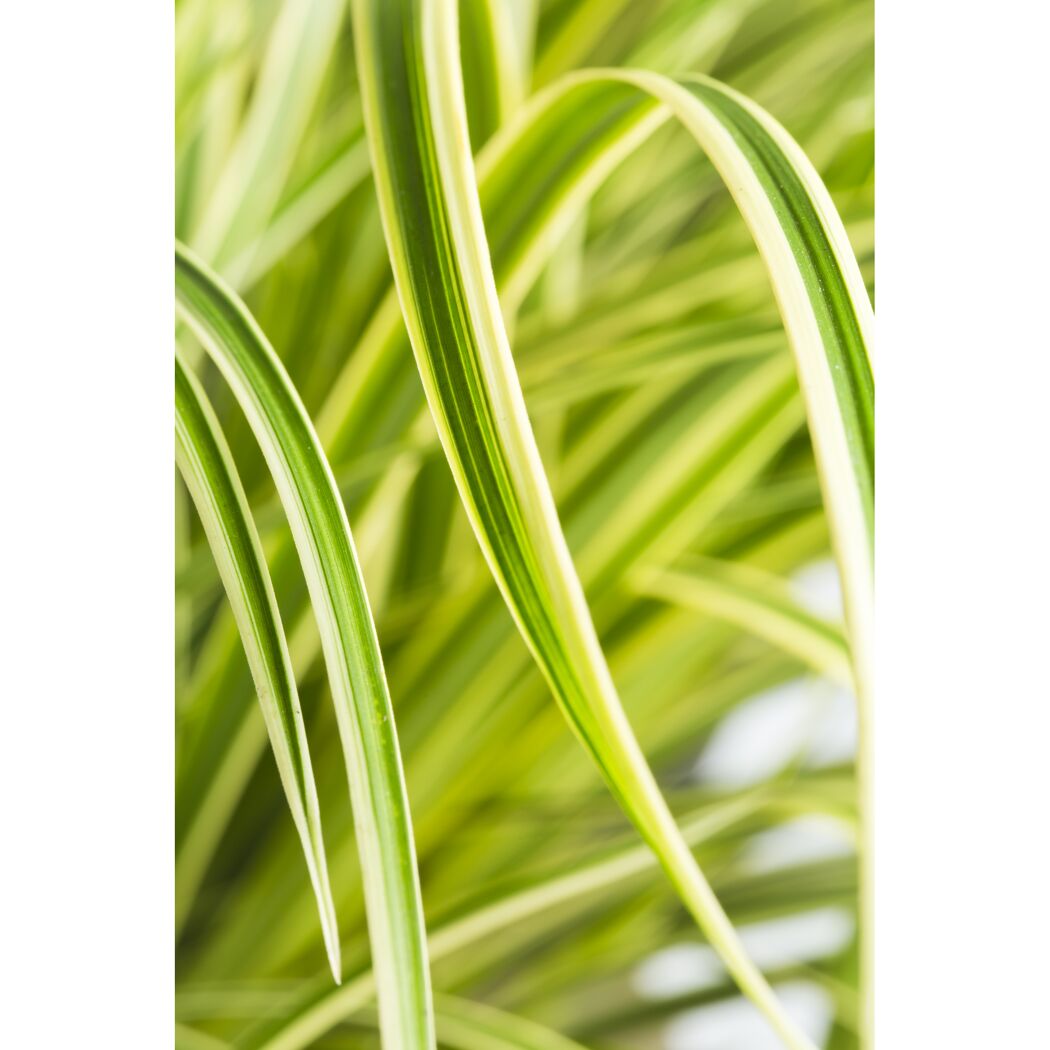 Nahaufnahme von Carex morrowii 'Vanilla Cream'