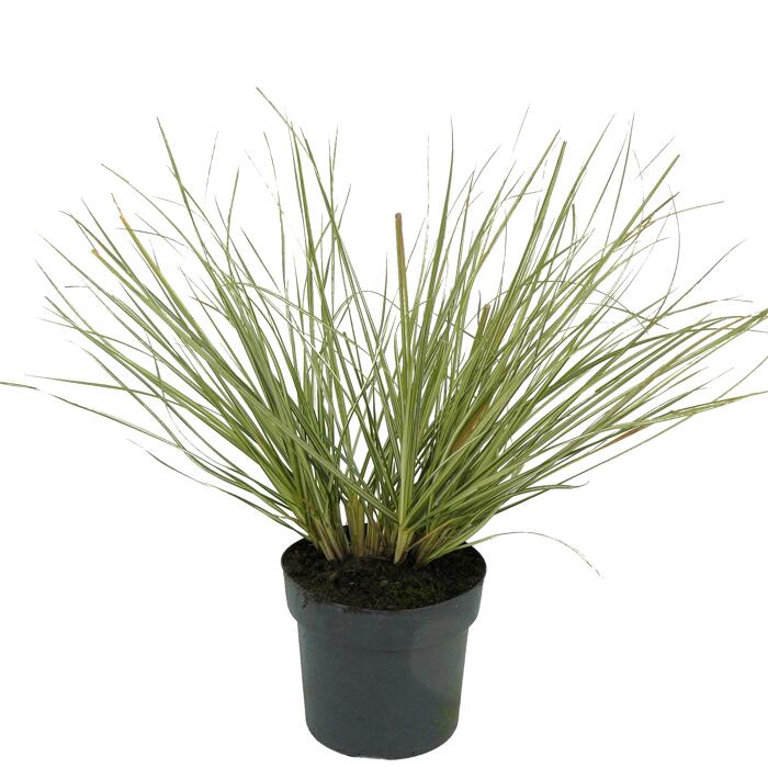 Weißgestreiftes Pampasgras 'Julia' 19 cm Topf