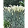 Pampagras Cortaderia selloana Junior