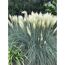 Pampagras Cortaderia selloana Junior