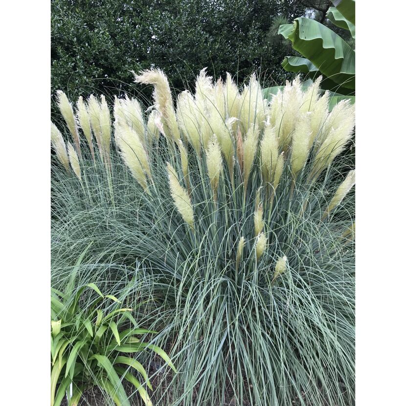 Pampagras Cortaderia selloana Junior
