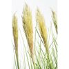 Pampasgras Cortaderia selloana Junior