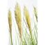 Pampasgras Cortaderia selloana Junior