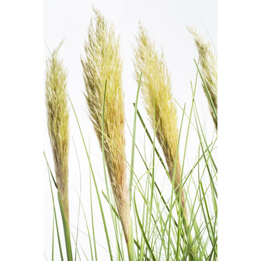 Pampasgras Cortaderia selloana Junior