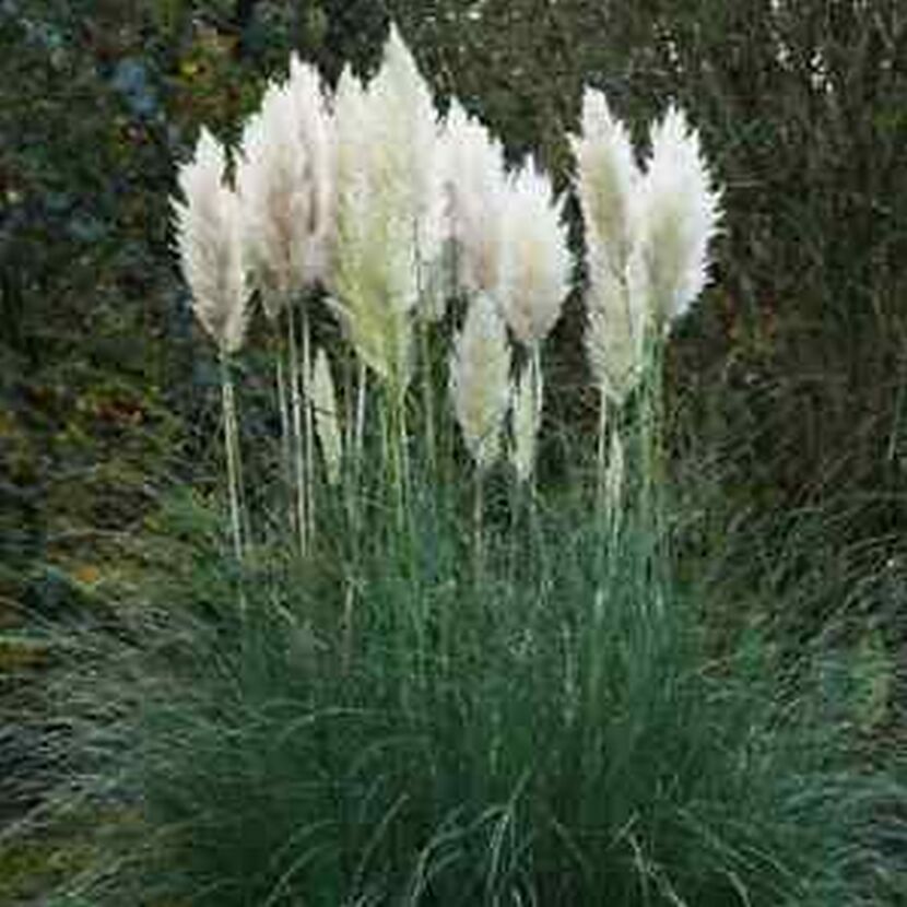 Pampagras 'Cortaderia selloana' mit weißen Federn
