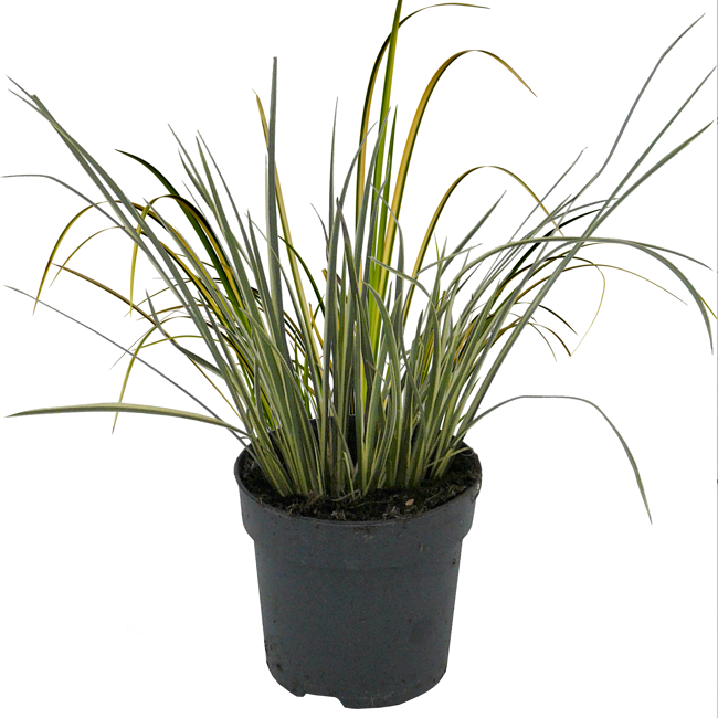 Bild von Weißgestreifter Zwergkalmus 'Argenteostriatus' 19 cm Topf