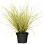Gold-Fuchsschwanz 'Aureovariegatus' 19 cm Topf