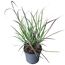 Topfpflanze Andropogon gerardii