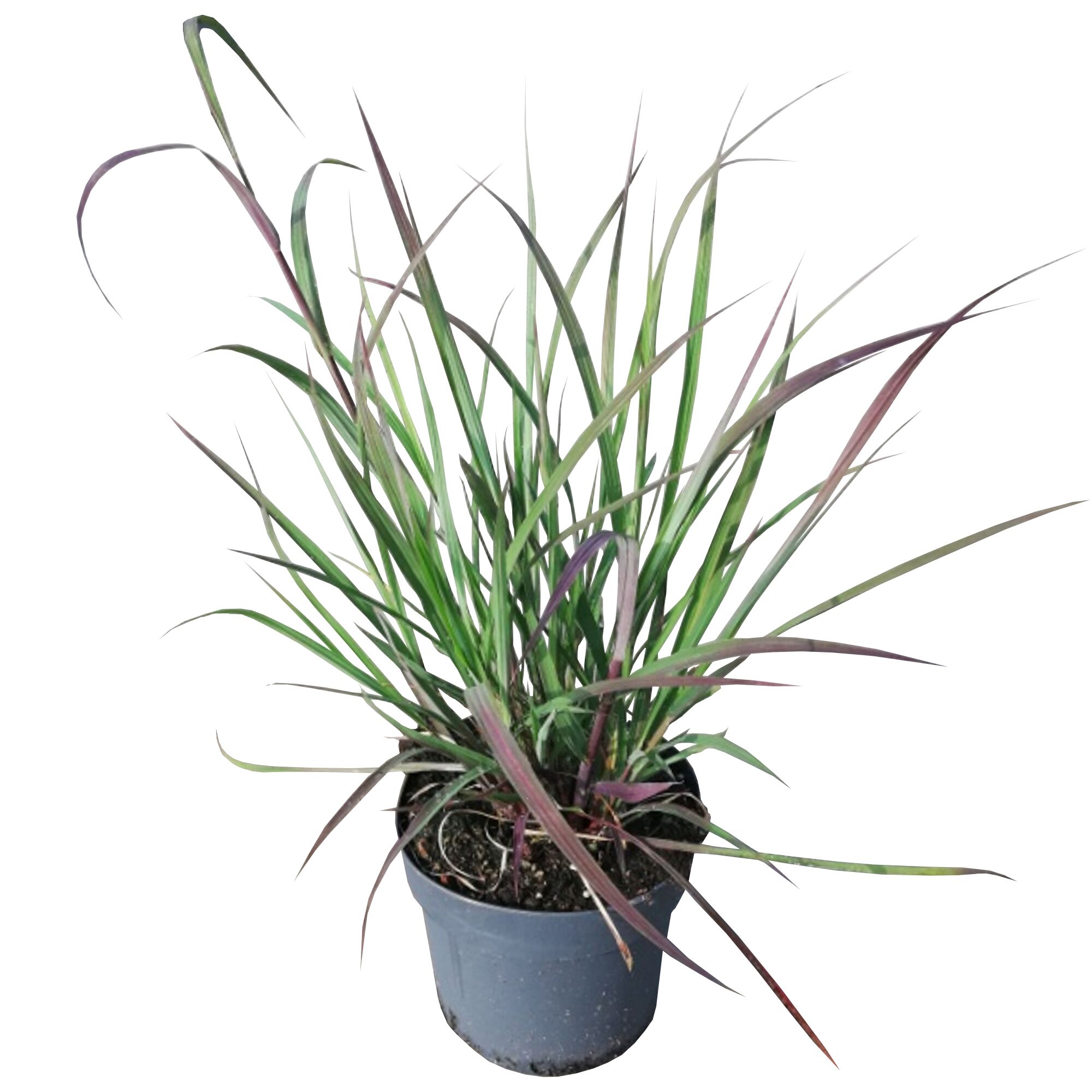 Topfpflanze Andropogon gerardii
