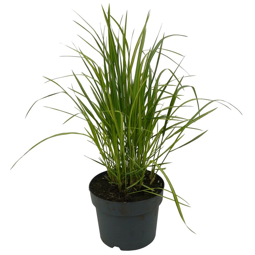 Grasbüschel Calamgrostis x acutiflora 'Overdam' im Topf