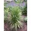 Calamagrostis x acutiflora 'Overdam'