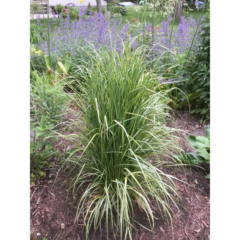 Calamagrostis x acutiflora 'Overdam'