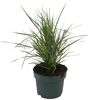 Calamagrostis x acutiflora im Topf