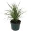 Calamagrostis x acutiflora im Topf