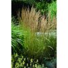 Calamagrostis x acutiflora 'Karl Foerster'