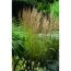 Calamagrostis x acutiflora 'Karl Foerster'