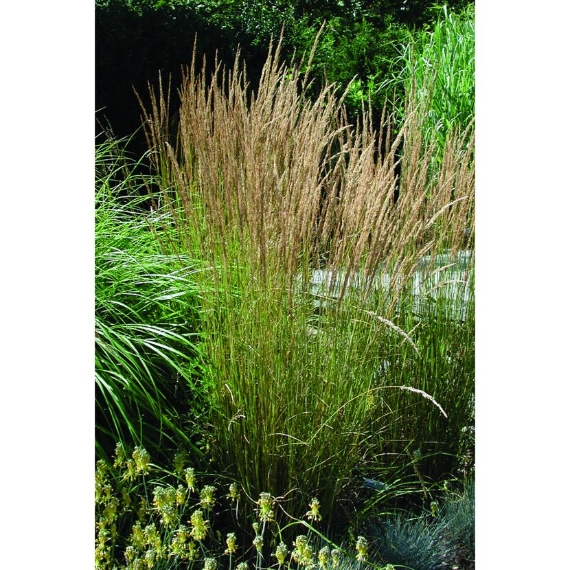 Calamagrostis x acutiflora 'Karl Foerster'