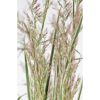 Nahaufnahme von Calamagrostis x acutiflora 'Overdam'
