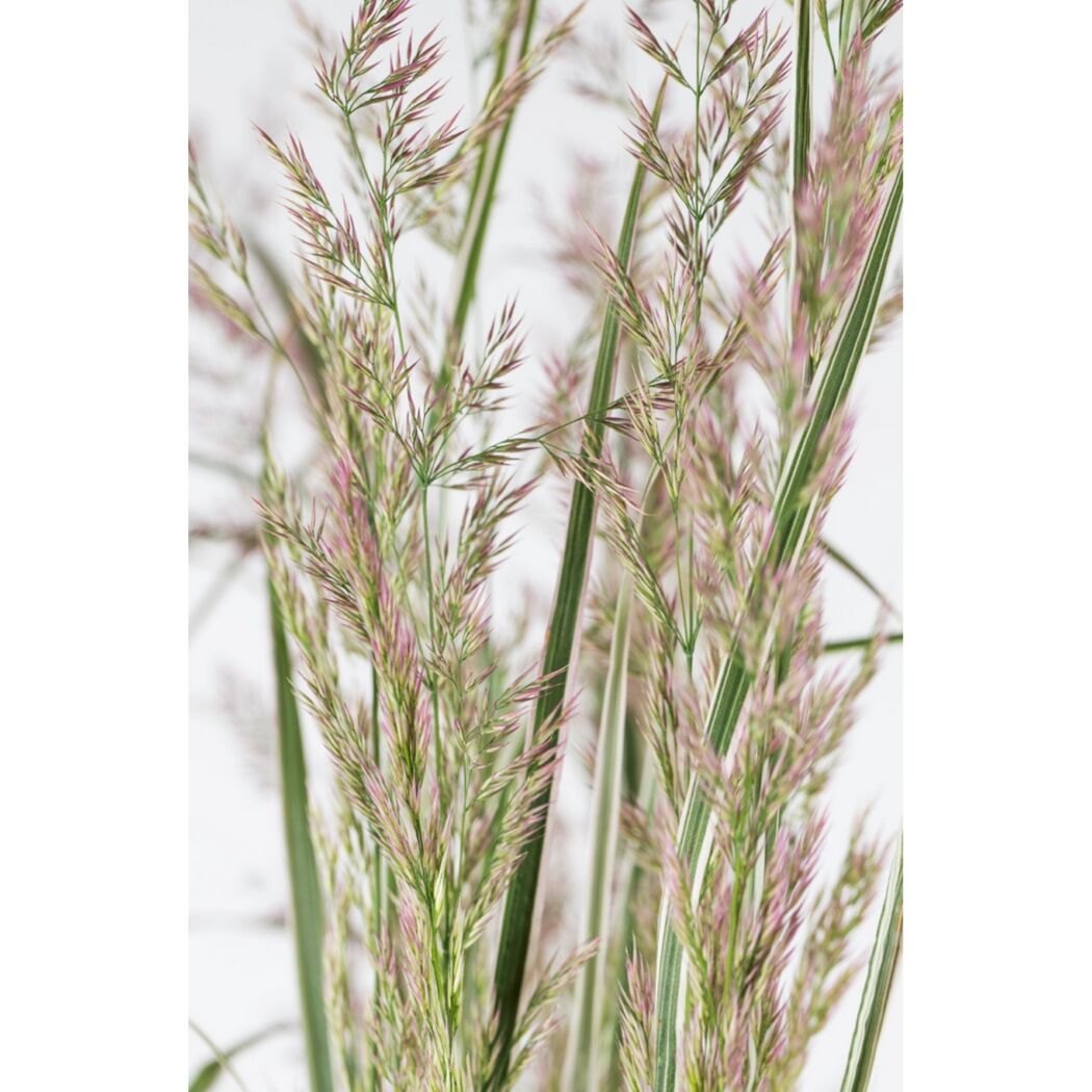 Nahaufnahme von Calamagrostis x acutiflora 'Overdam'
