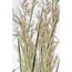 Nahaufnahme von Calamagrostis x acutiflora 'Overdam'