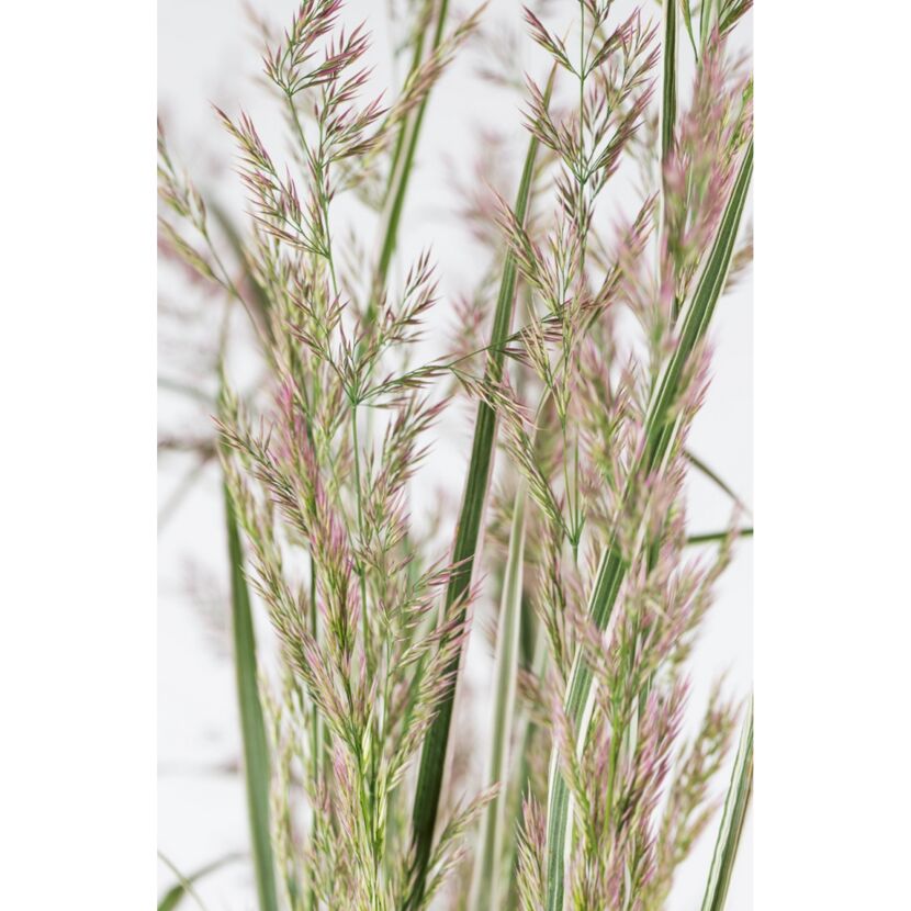 Nahaufnahme von Calamagrostis x acutiflora 'Overdam'
