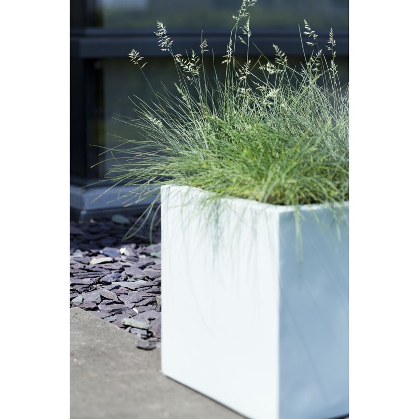 Festuca Glauca 'Azuriblauschwingel' in weißem Topf