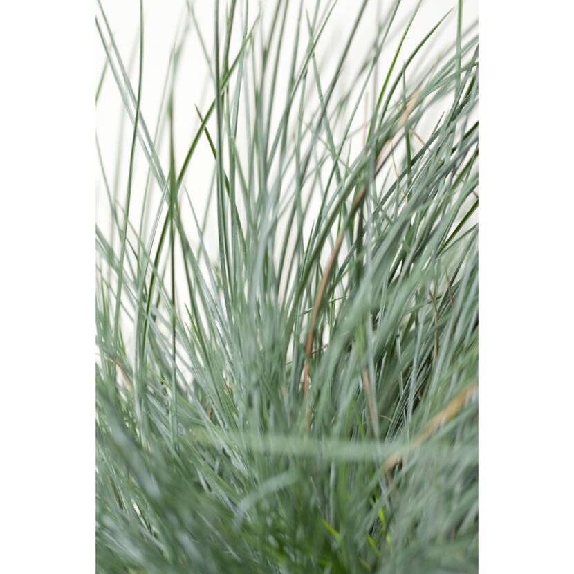 Blauschwingel