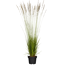 Kleines Pfeifengras 'Heidebraut' 19 cm Topf