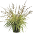 Gestreiftes Moor-Pfeifengras 'Variegata' 19 cm Topf