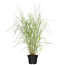 Rutenhirse 'Blue Fountain' 19 cm Topf